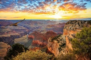 Condor Grand Canyon 1