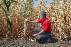 Agriculture, farmer or agronomist examine corn plant in field after drought