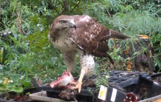 Redtail Hawk